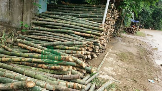 Bảng giá cọc tre tại Hà Nội chất lượng cao, giá rẻ nhất Miền Bắc