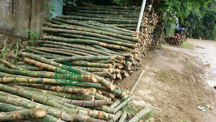 đóng cọc tre